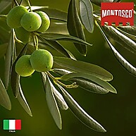 premium-azeite-montosco-sabor-125ml-trufado