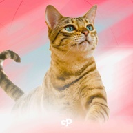 Sachê Origens Salmão Gatos Castrados 85g: Nutrição Premium! - imagem 2