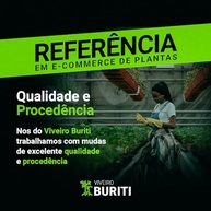 Muda De Abacate Avocado Já Enxertado - Produz Rápido - imagem 5