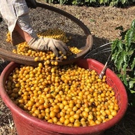 produzido-cafe-87-cafe-250g-familia-em-especial-birroem-pontos-graos