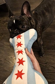 Sophisticated Pup, Pets + Lifestyle Osso de Bandeira de Chicago para Cachorro - imagem 3