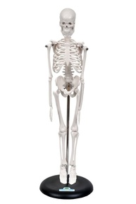 Esqueleto Humano 45cm com Suporte - Modelo Anatomia Realística para Estudo - imagem 1
