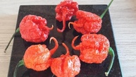 Carolina Reaper Vermelha Sementes 25 Unidades - imagem 2