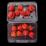Molho De Pimenta Carolina Reaper Kit 3 Sem Glúten Mais Ardid - imagem 4