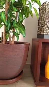 Prato com Roda 25cm Alpe Chocolate - Silicone Resistente com Reservatório de Água - imagem 4