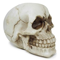 resina-a-e-marfim-decoracao-colecao-tematica-realista-caveira-em-cranio-a