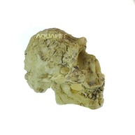 Crânio Neandertal em Resina - Réplica Anatômica Detalhada 5x4,5x3,5cm | Decoração Temática Pré-Histórica - imagem 4