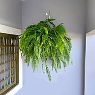 Suporte Artístico para Plantas: Decore Sua Parede com Estilo e Resistência - imagem 1