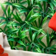 Romper Moana: Aventura e Estilo para Bebês! - imagem 1