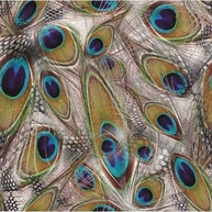 Sacos de Presente Pavão: Elegância em 50 Unidades - imagem 1