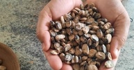 Emburana Semente para Chá Natural do Norte de Minas Gerais 25g - imagem 4