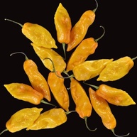 20 Sementes Bhut Jolokia Amarela - imagem 4