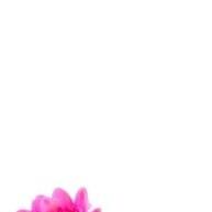 Sempre Viva Pink: 300 Flores Secas para Decoração Encantadora - imagem 1