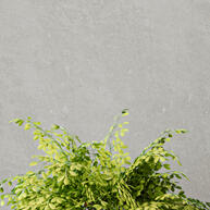 Suporte de Vaso em Madeira 55cm/40cm com Vaso de Plantas - imagem 1
