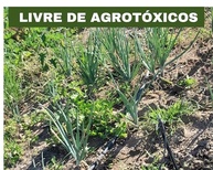 Tempero Caseiro Kit com 2 Temperos Completo Orgânico e Livre de Agrotóxicos 350g cada - imagem 5
