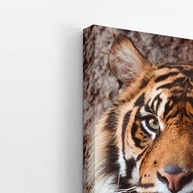 Tigre Majestoso - Quadro Decorativo Animal em Canvas 60x40cm | Arte Fotográfica Premium para Ambientes Modernos - imagem 4