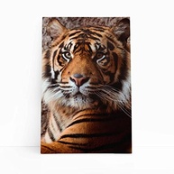 Tigre Majestoso - Quadro Decorativo Animal em Canvas 60x40cm | Arte Fotográfica Premium para Ambientes Modernos - imagem 2