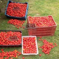 20 Sementes Trinidad Scorpion Moruga Vermelha (Red) A 2ª Mais Forte Do Mundo Verdadeiras - imagem 3