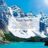LITTLE TREES True North: Purificador de Ar Original para Carro e Casa - Fragrância Duradoura - imagem 5