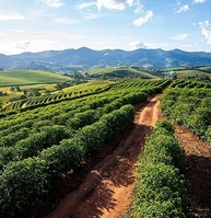 tucano-250g-blend-moido-especial-black-black-torrado-e-cafe-coffee-tucano-premium