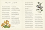 um-para-prospero-botanica-para-guia-jardim-o-jardinistas-a-essencial-a