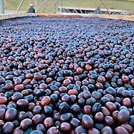 unico-em-250g-tucano-sabor-black-frutado-graos-cafe-fruity