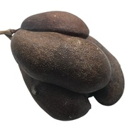 Jatobá Vagem 500Gr - imagem 1