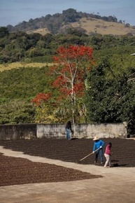 Café Dupan Torrado e Moído - 250g (Variação de Quantidade de Pacotes Disponível) - Grãos Selecionados, Aromático e Fresco - imagem 1