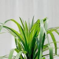 Vaso Cuia 75x25: Leveza e Beleza Para Suas Plantas! - imagem 1