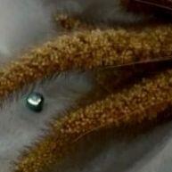Vela de Massagem Concha: Luxo Aromático Artesanal - imagem 1
