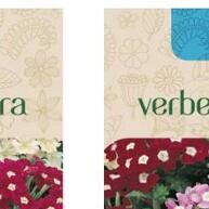 Verbena Grandiflora TOPSEED: Flores Vibrantes! - imagem 1