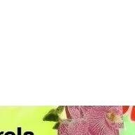 vibrantes-cores-24-polycol-colorido-biscuit