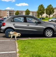 Kit 4 Capas Protetoras de Pneu em Couro Ecológico - Proteção Premium Contra Xixi de Cachorro - imagem 4