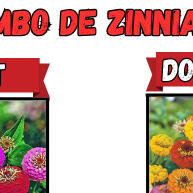 Zínias: 4 Espécies Incríveis para um Jardim Colorido! - imagem 1