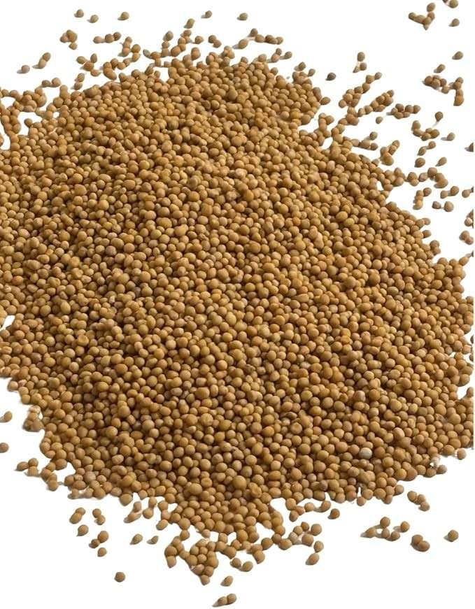 Semente de Mostarda Amarela 1Kg
