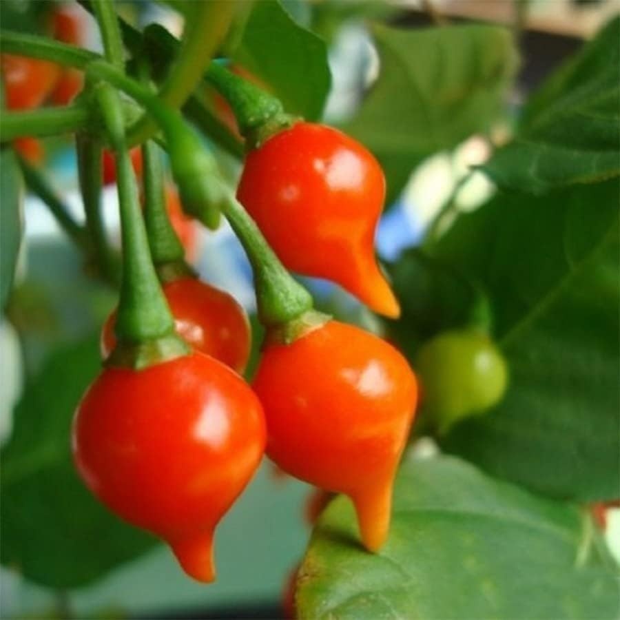Pimenta Biquinho Vermelha em Conserva 350g - Fogo Mineiro