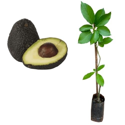 Muda De Abacate Avocado Já Enxertado - Produz Rápido