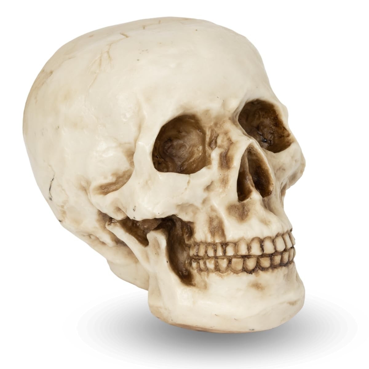 resina-caveira-tamanho-decoracao-cranio-em-a-realista-humana-real-anatomia-a