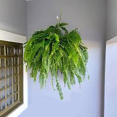 Suporte Artístico para Plantas: Decore Sua Parede com Estilo e Resistência