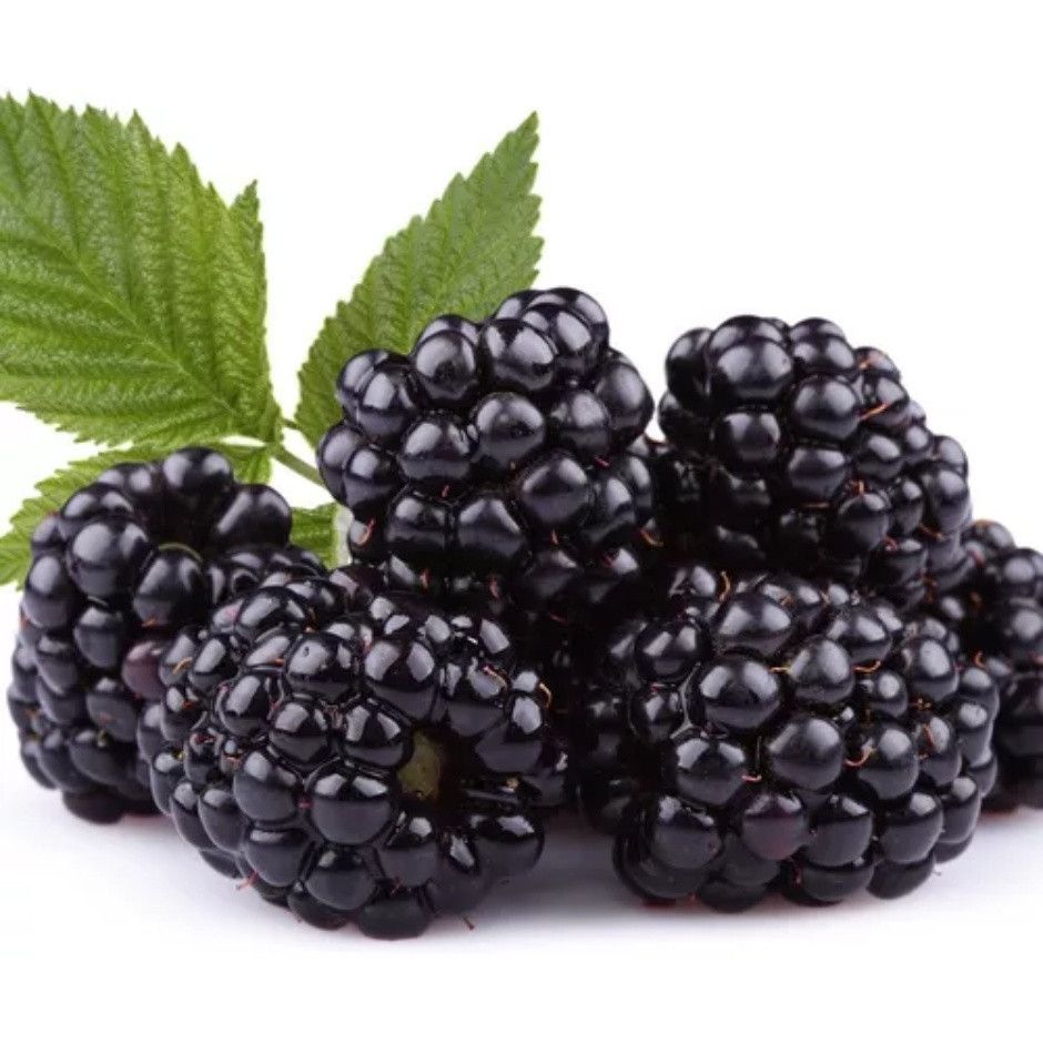 sementes-amora-gigante-frutos-maiores-ja