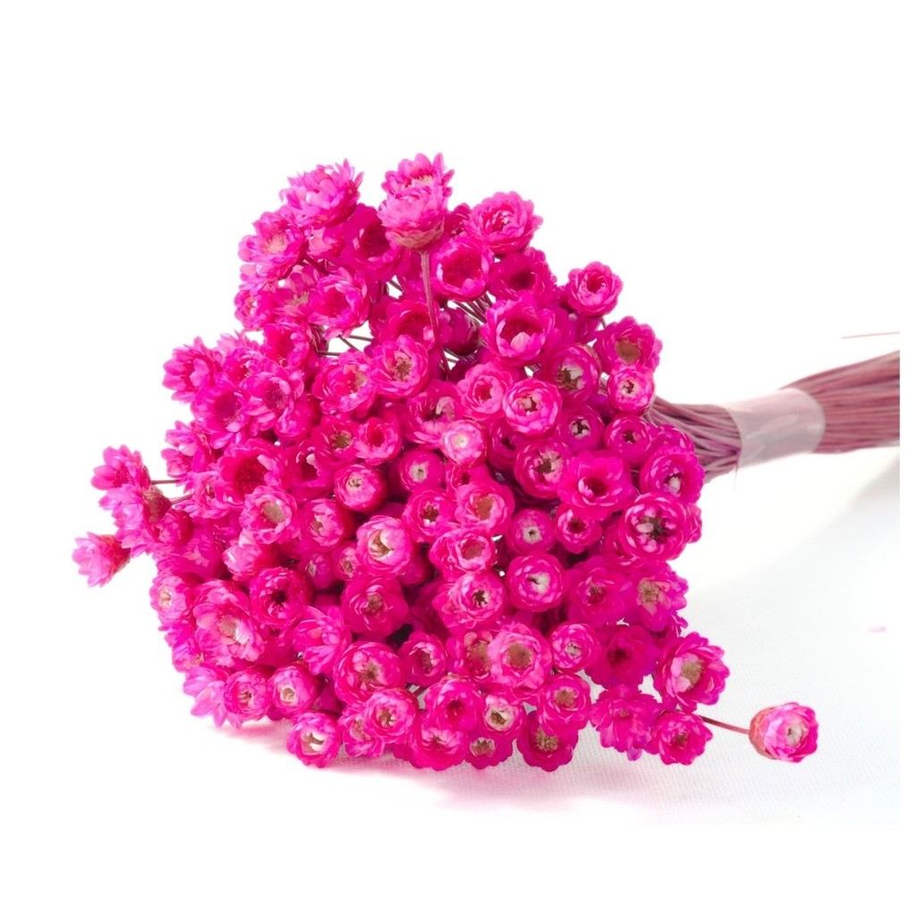 Sempre Viva Pink: 300 Flores Secas para Decoração Encantadora