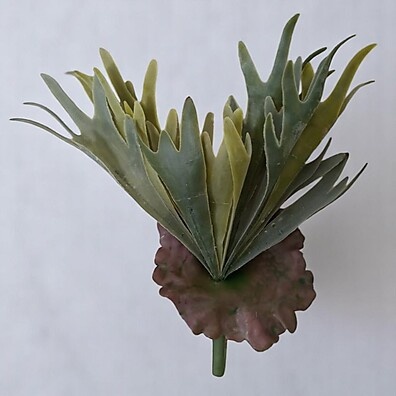 suculenta-chifre-de-veado-decoracao-moderna-com-toque-natural