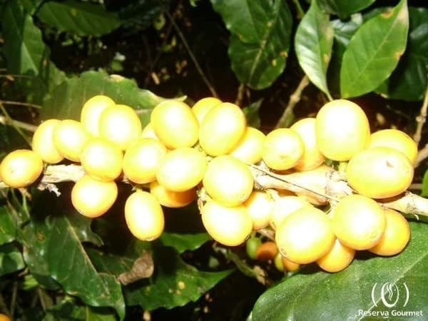 Café Especial em Grãos, 3 Opções de Sabores, Torras Fresca/Reserva Gourmet (Bourbon Amarelo)