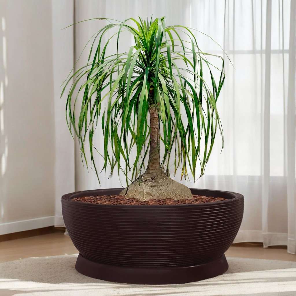 Vaso Cuia 75x25: Leveza e Beleza Para Suas Plantas!