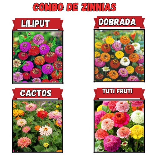 Zínias: 4 Espécies Incríveis para um Jardim Colorido!